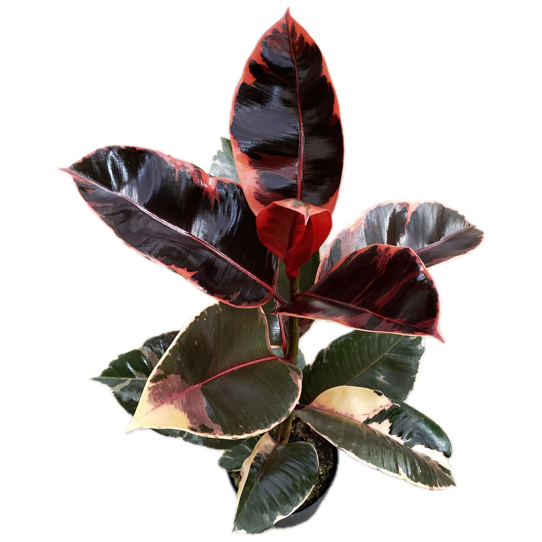 Ficus elastica Belize (Ruby) H80