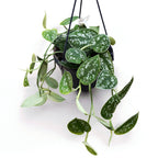 Scindapsus pictus 'Argyraeus' - exemplare XL