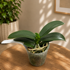 Phalaenopsis Haur Jih Fancy (peloric) - fragrant
