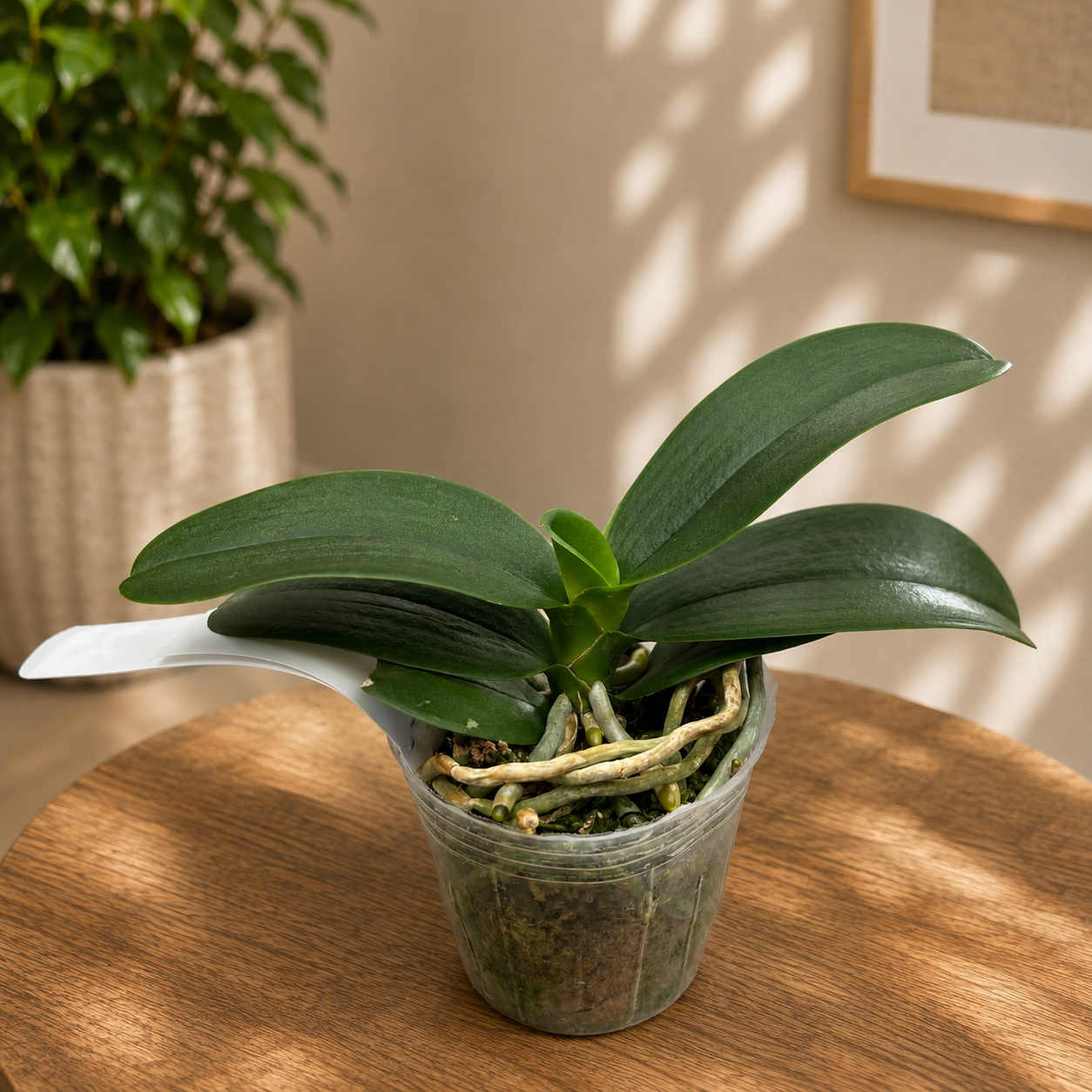 Phalaenopsis Haur Jih Fancy (peloric) - fragrant