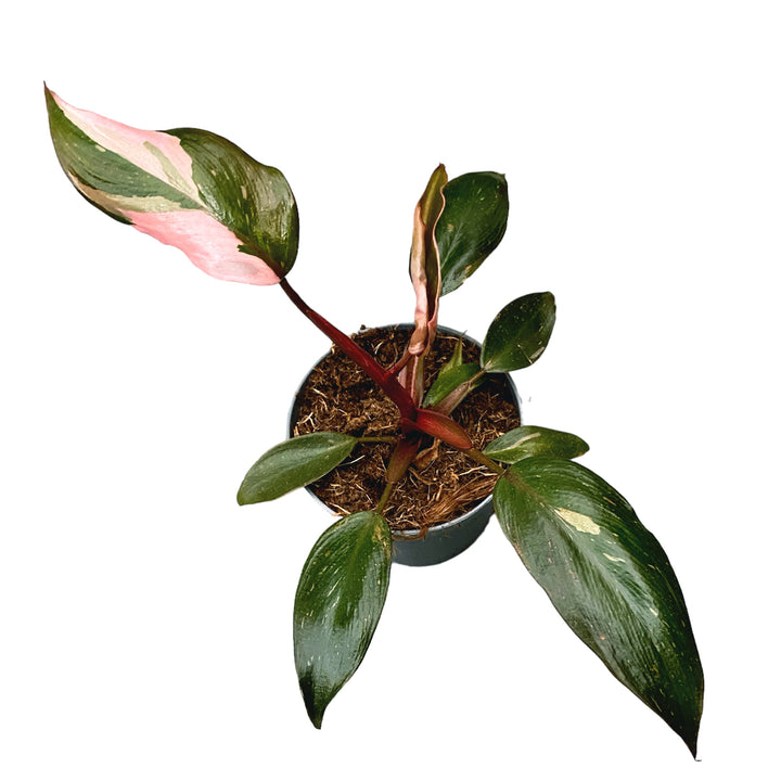 philodendron pink princess