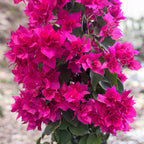 Bougainvillier à fleurs doubles - Bougainvillea dobrada 'Rose' (rose cyclamen)