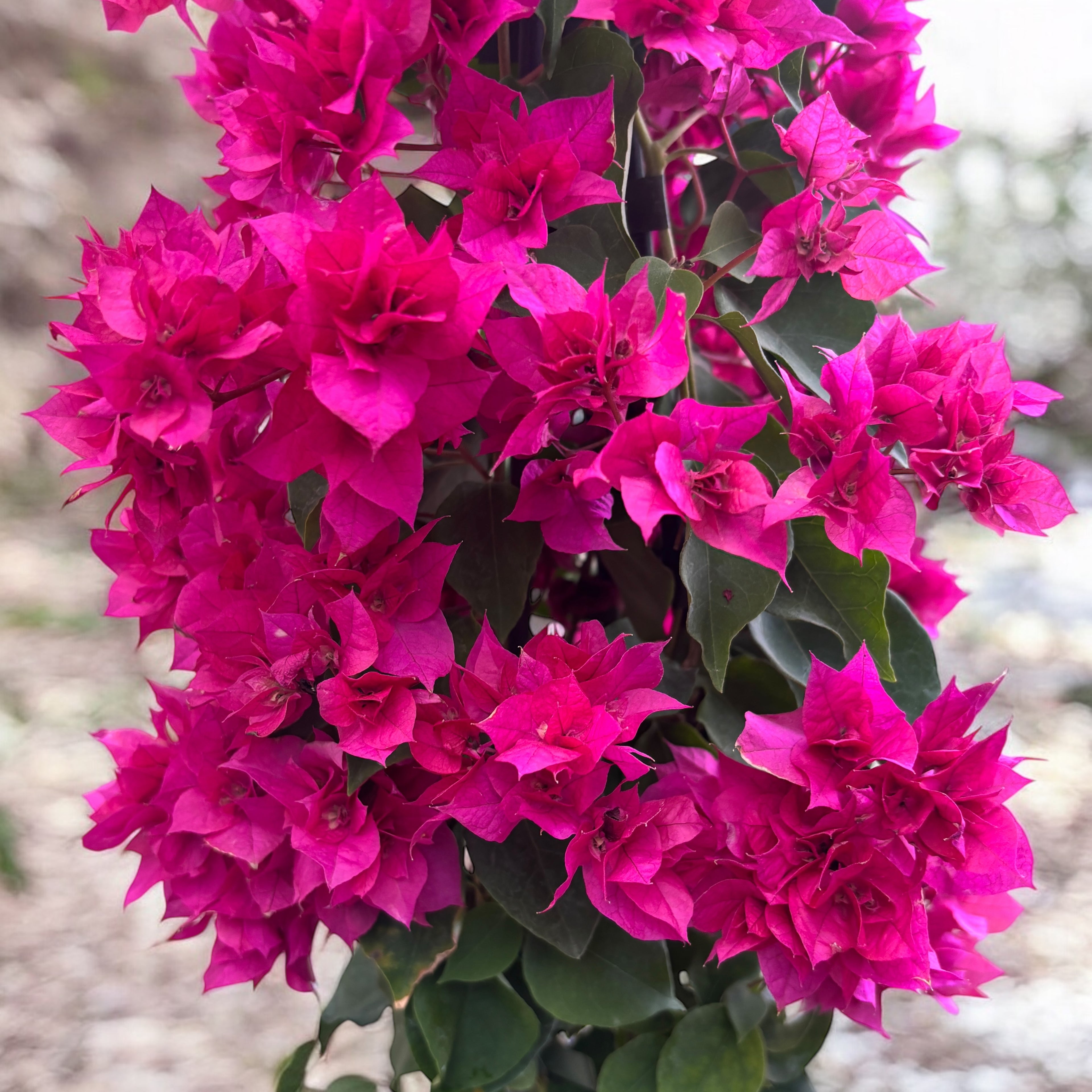 Bougainvillea cu flori duble - Bougainvillea dobrada 'Pink' (roz-ciclam)