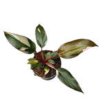 Philodendron 'Pink Princess' D9