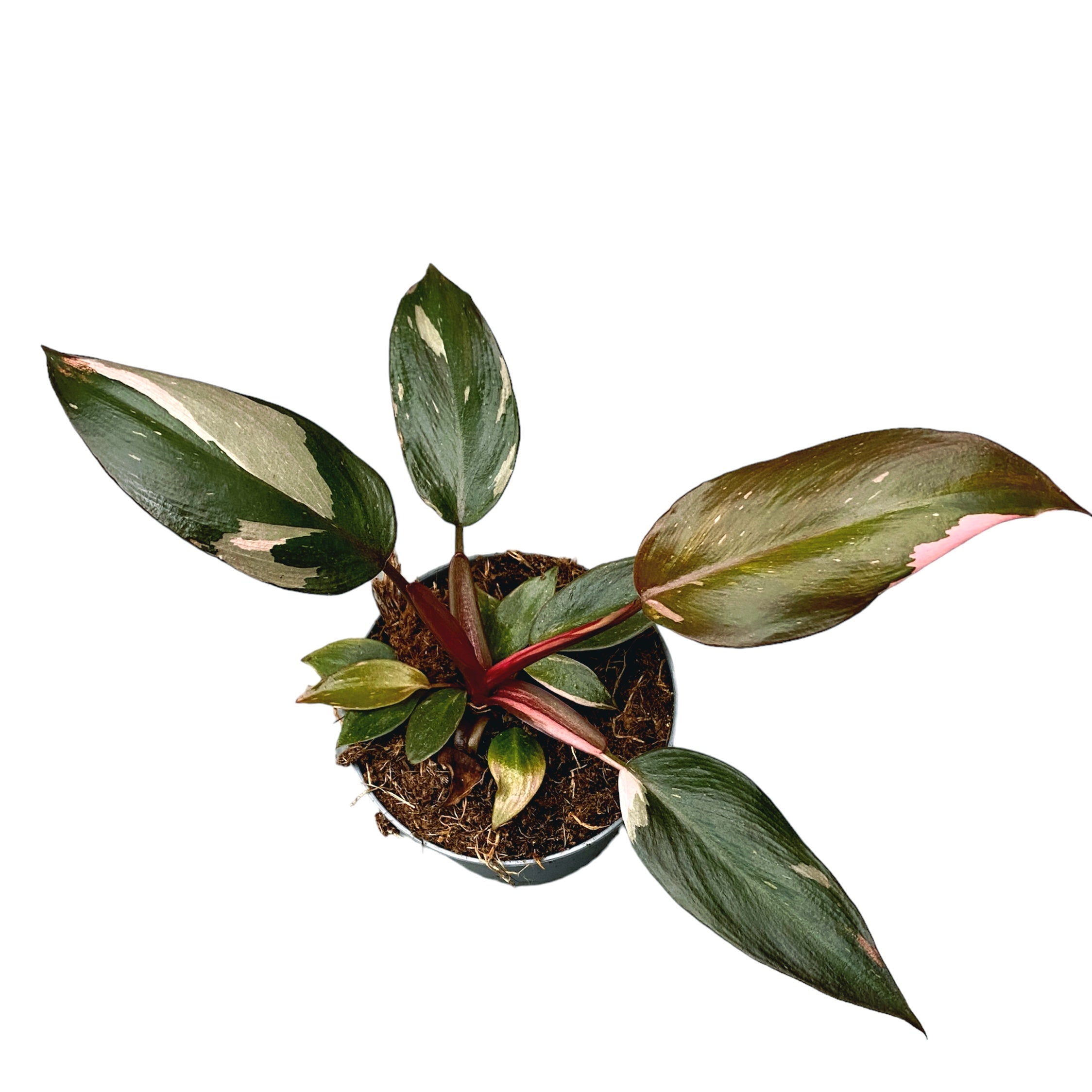 Philodendron 'Pink Princess' D9