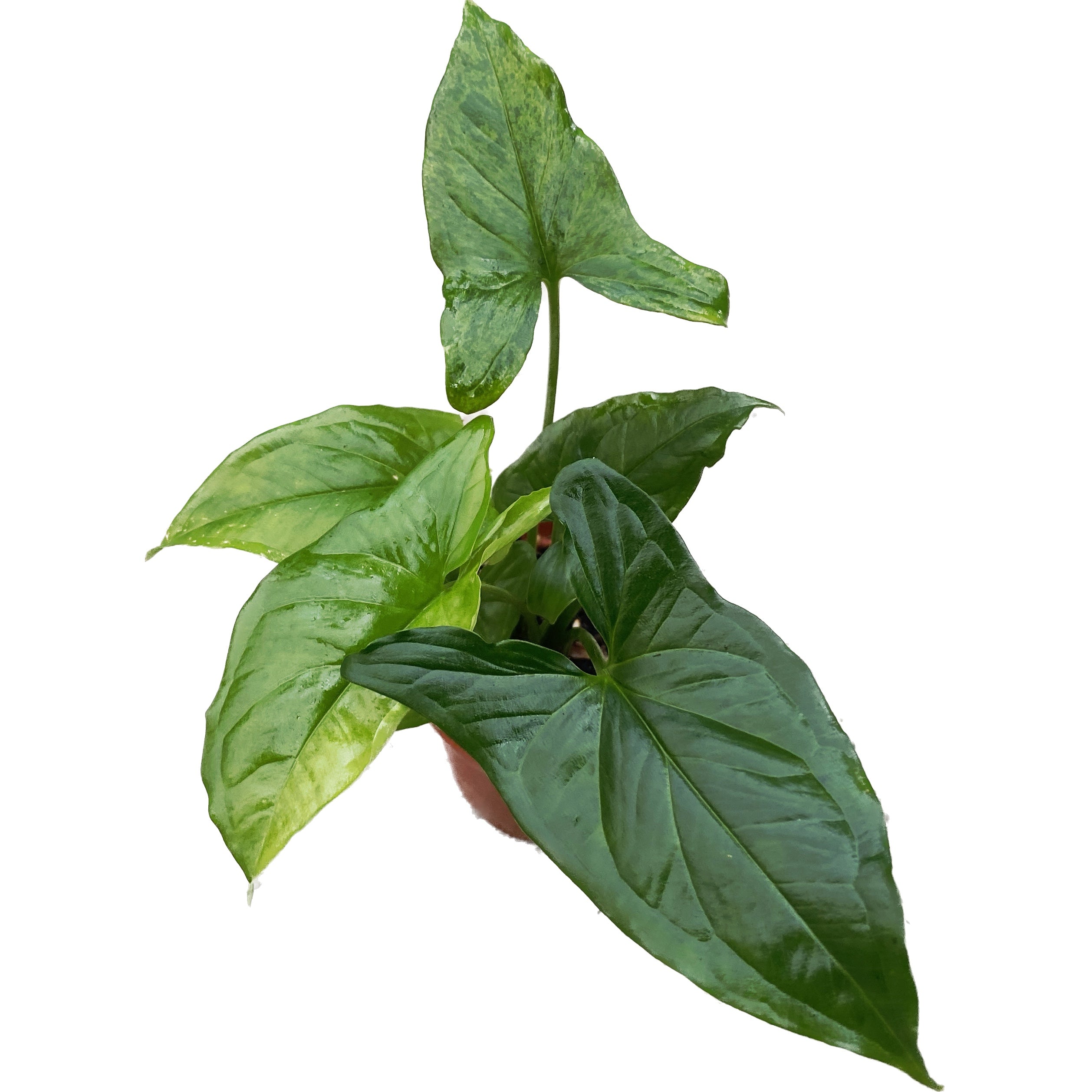 Syngonium podophyllum Mottled 'Mojito' 2pp babyplant