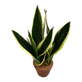 Sansevieria Night Shade 3pp D14