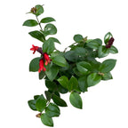 Aeschynanthus Mona Lisa (Lippenstiftpflanze)