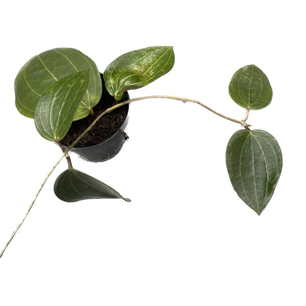 Hoya latifolia (frunze uriase!)