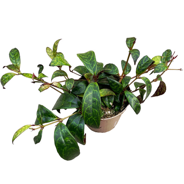 Aeschynanthus marmoratus (3 Pflanzen/Topf)