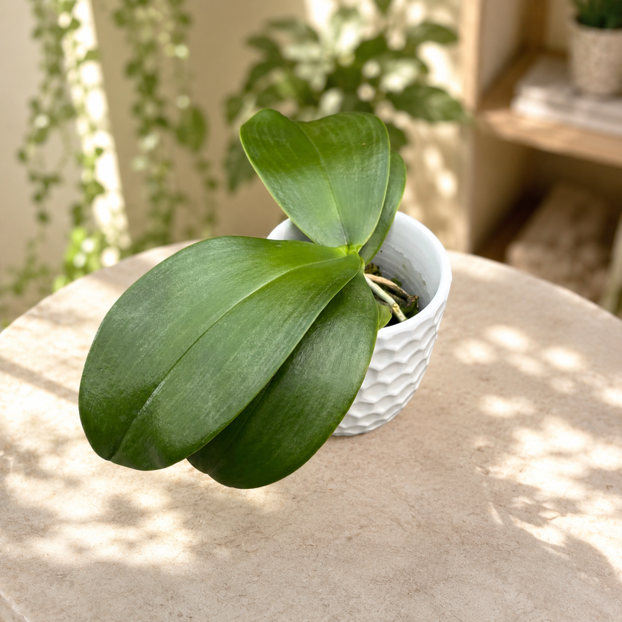 Phalaenopsis Meidarland Castle Queen 'Victoria' – profumata