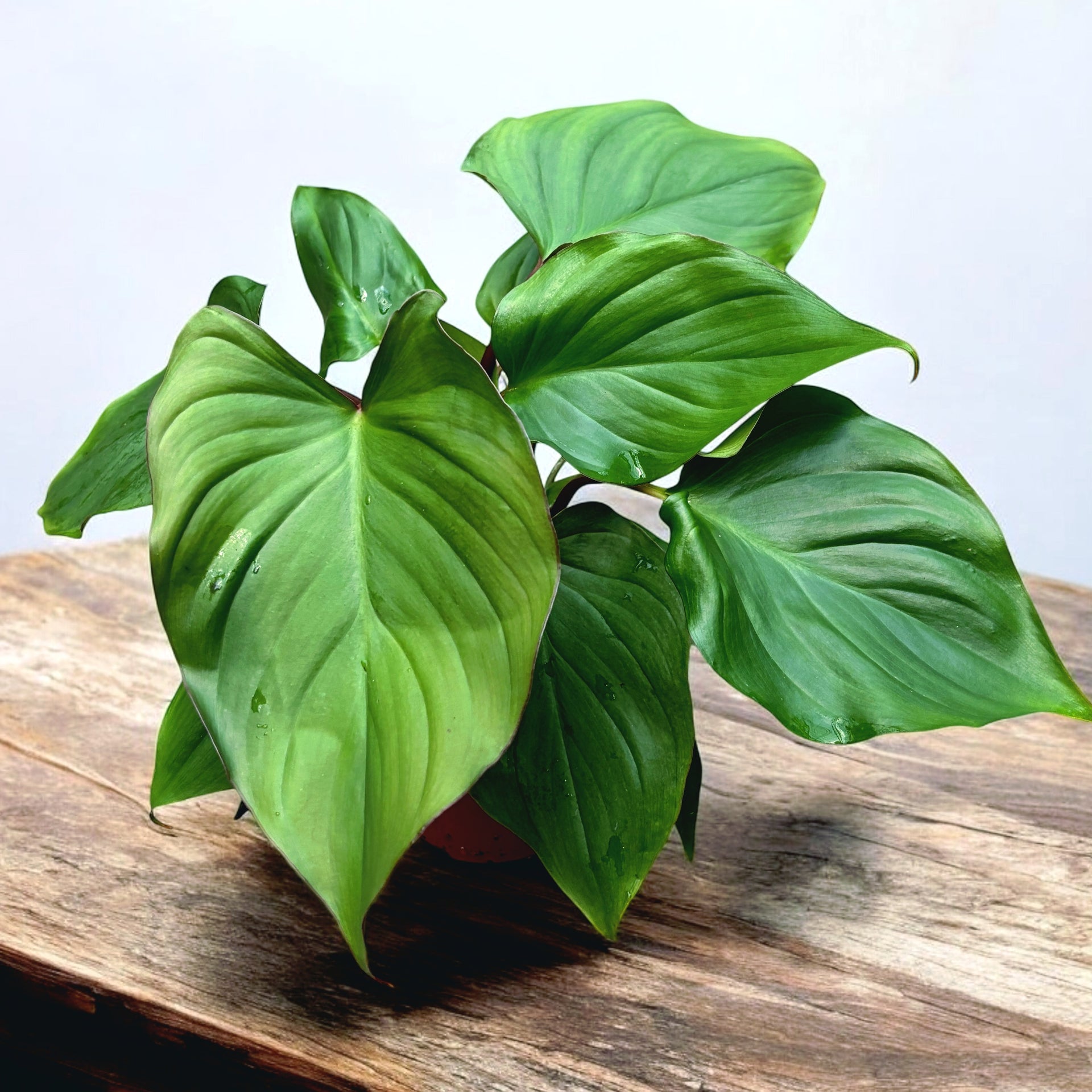 Homalomena rubescens 'Maggy' (Królowa serc) – Secret Garden Plant Shop
