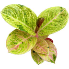 Aglaonema 'Apple Fantasy' -  frunzis colorat si eleganta tropicala
