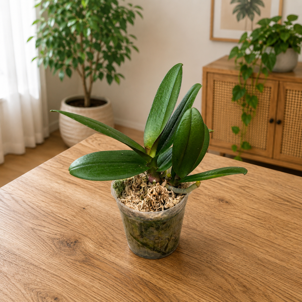 Phalaenopsis Liu's Sakura