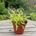Drosera Capensis ‘Alba’ - Rosa nieba D12