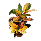 Croton Codiaeum variegatum 'Mrs Iceton' 2pp