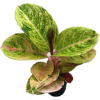 Aglaonema 'Apple Fantasy' -  frunzis colorat si eleganta tropicala