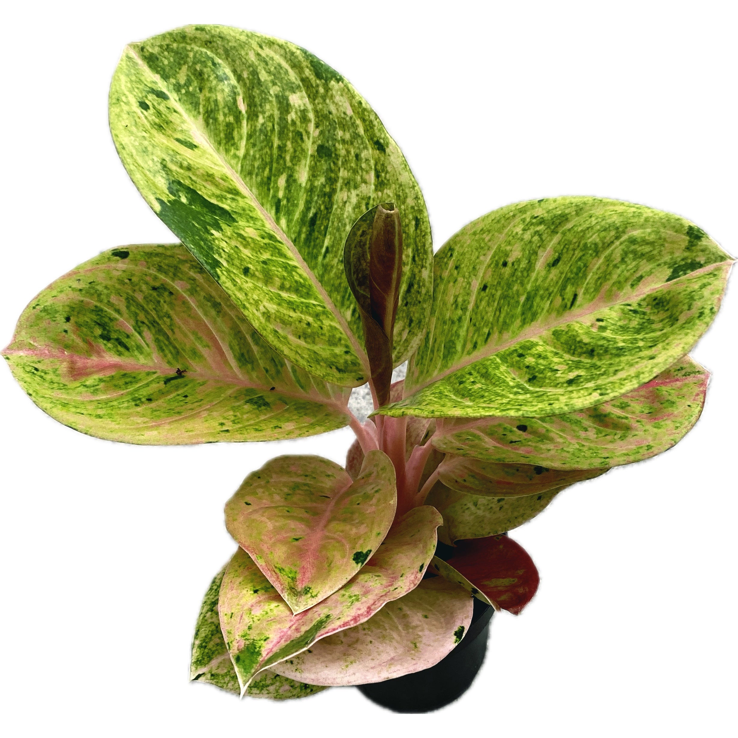 Aglaonema 'Apple Fantasy' -  frunzis colorat si eleganta tropicala