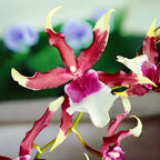 Beallara Eurostar * flori parfumate