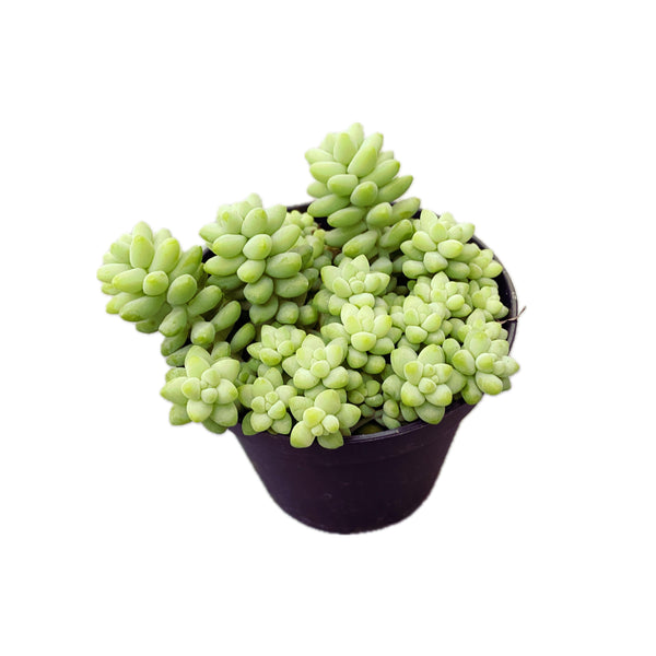 Sedum burrito (Coada magarului)