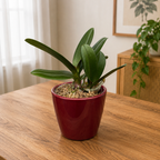 Phalaenopsis Liu's Sakura 'KF'