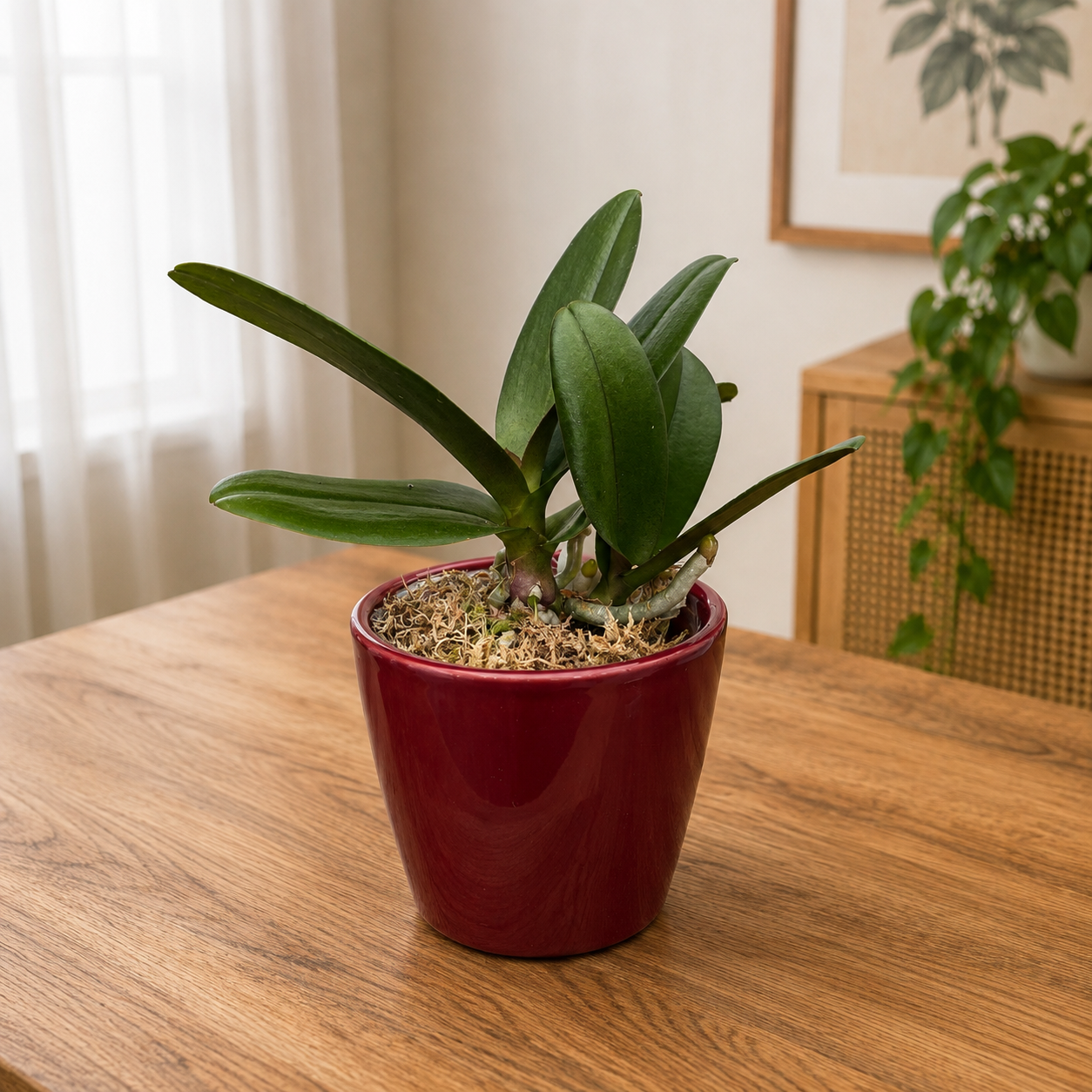 Phalaenopsis Liu's Sakura 'KF'