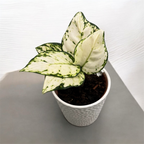 Aglaonema 'White Beautiful'