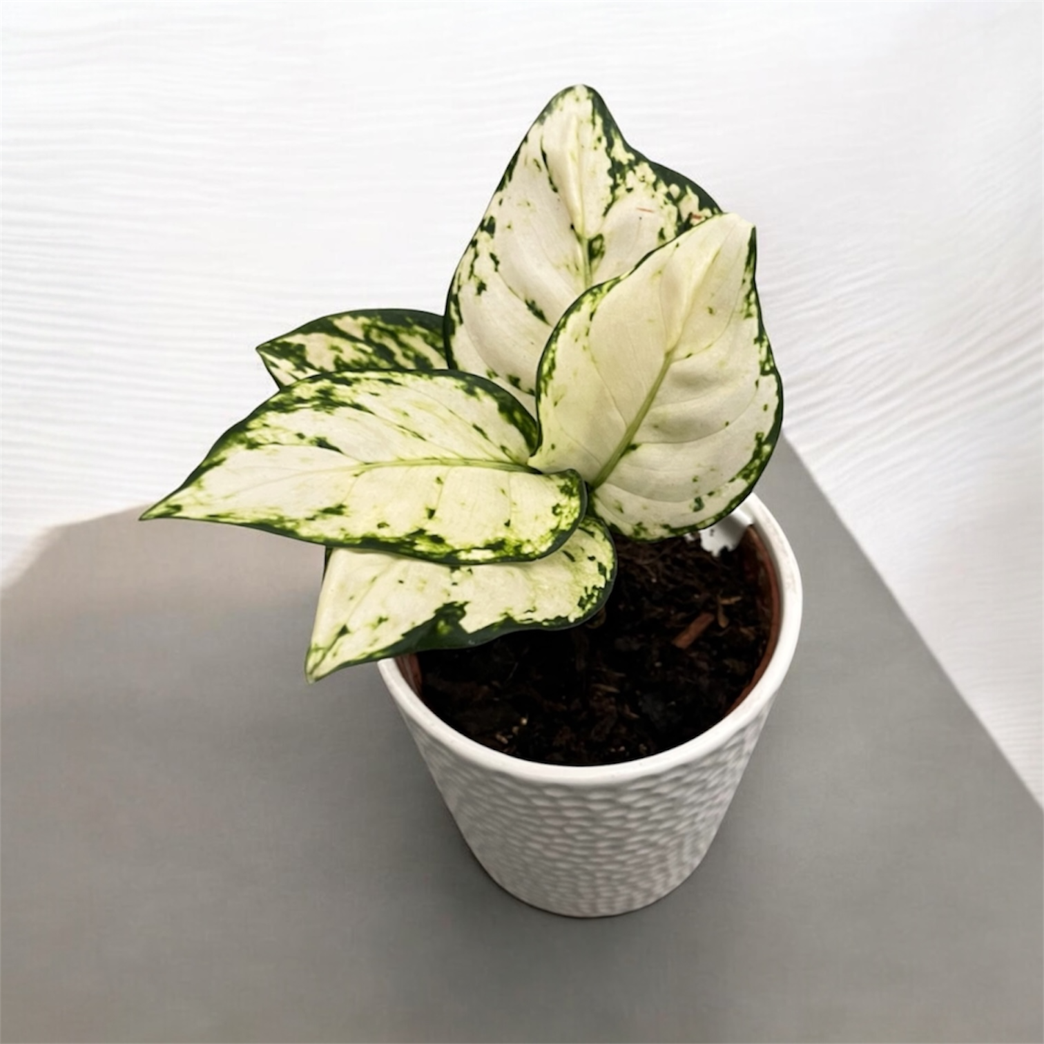 Aglaonema 'White Beautiful'