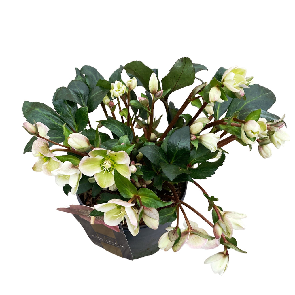 Helleborus 'Angel Glow' (Spanz)