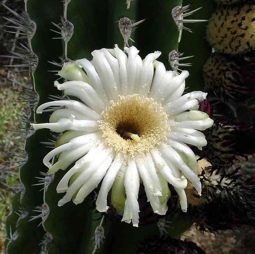 Pachycereus pecten-aboriginum