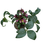 Helleborus 'Hviezda vášne' (Spanz)