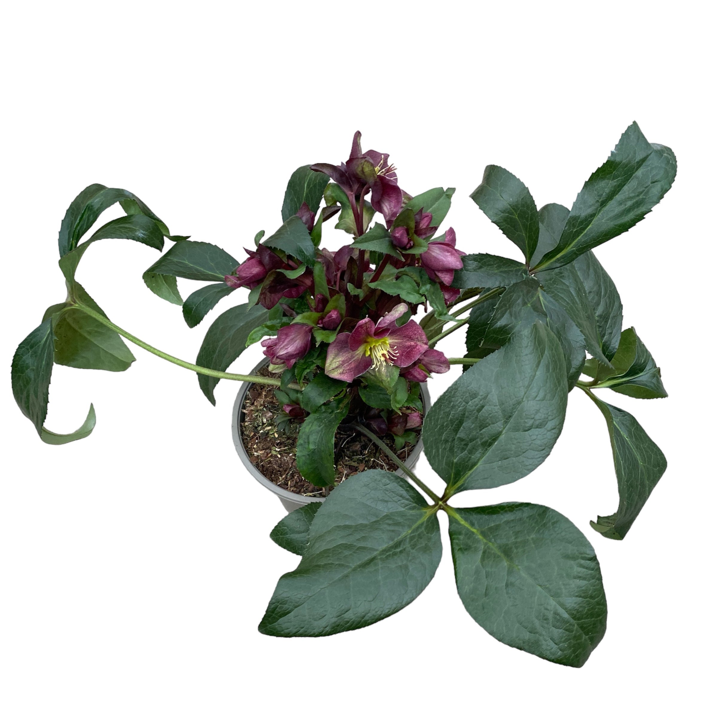 Helleborus 'Star of Passion' (Spanz)