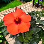 Hibiscus rosa-sinensis ‘Lucca’ (trandafiri japonezi cu flori mari portocalii)