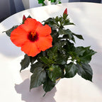 Hibiscus rosa-sinensis ‘Lucca’ (trandafiri japonezi cu flori mari portocalii)