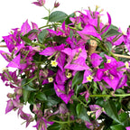 Bougainvillea 'Alexandra' pe picior - floarea de hartie