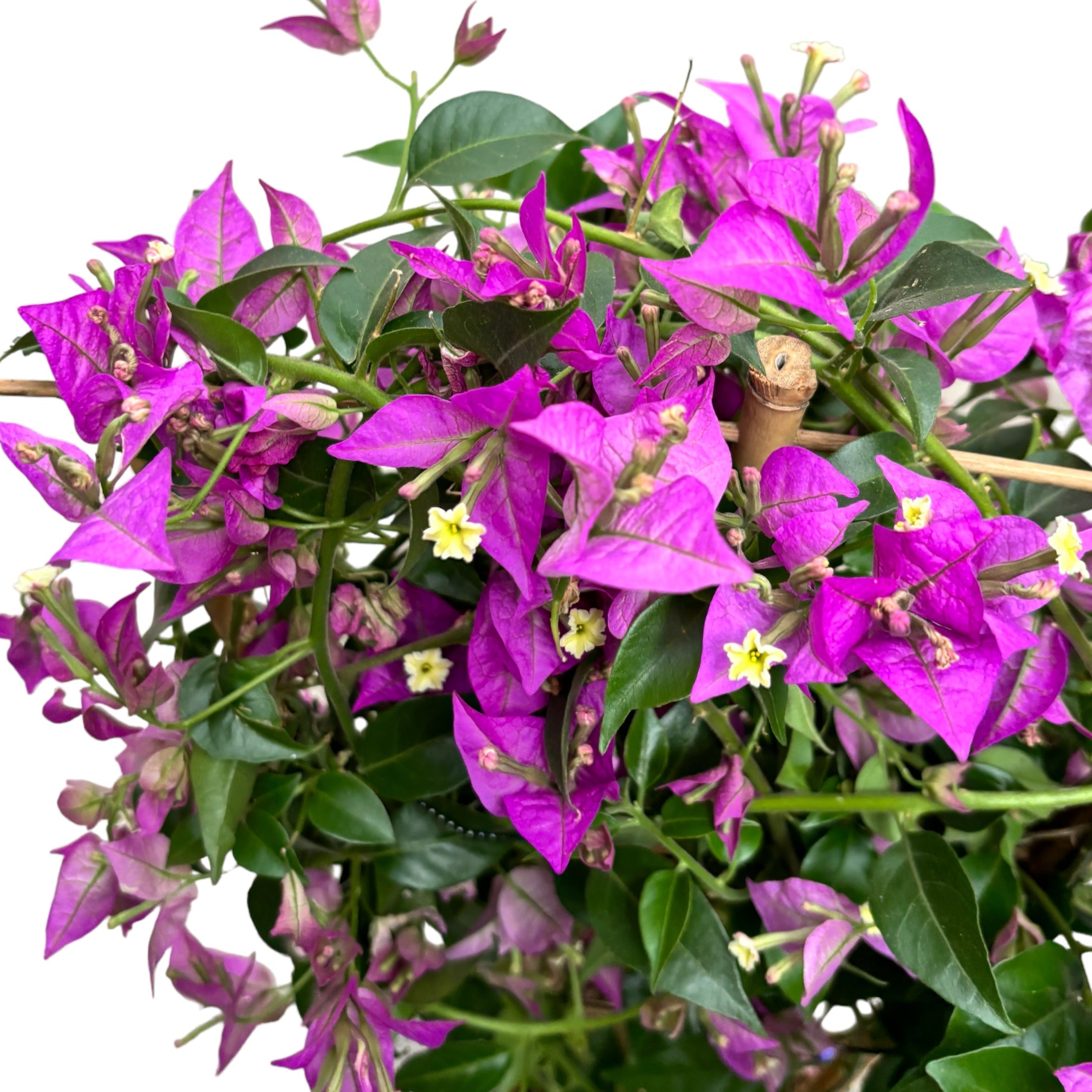 Bougainvillea 'Alexandra' pe picior - floarea de hartie
