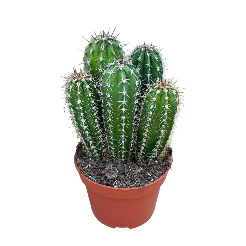 Pachycereus pecten-aboriginum