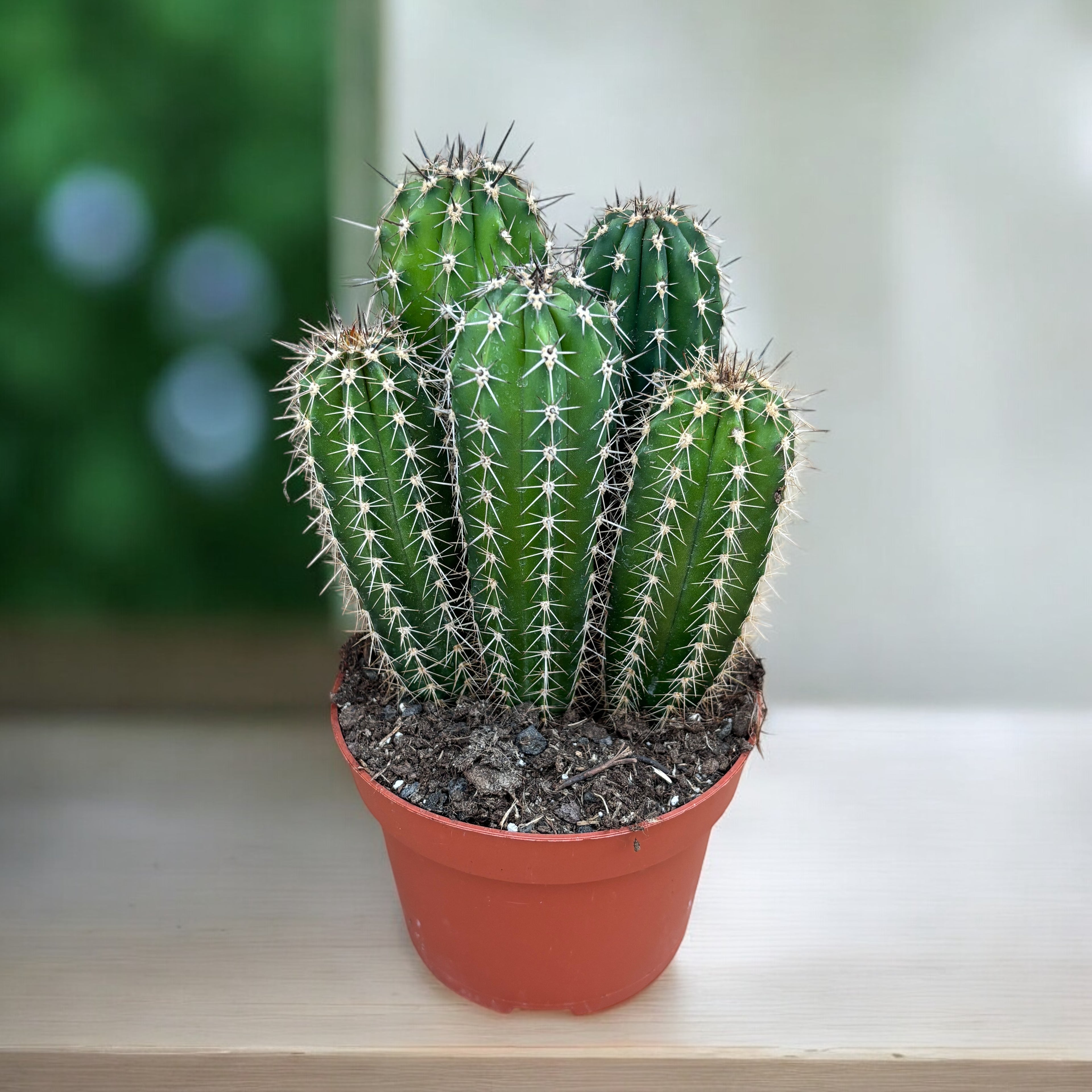 Pachycereus pecten-aboriginum