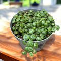 Peperomia prostrata (String of Turtle)