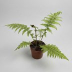 Cyathea cooperi (Australian Tree Fern) - Feriga arborescenta exotica