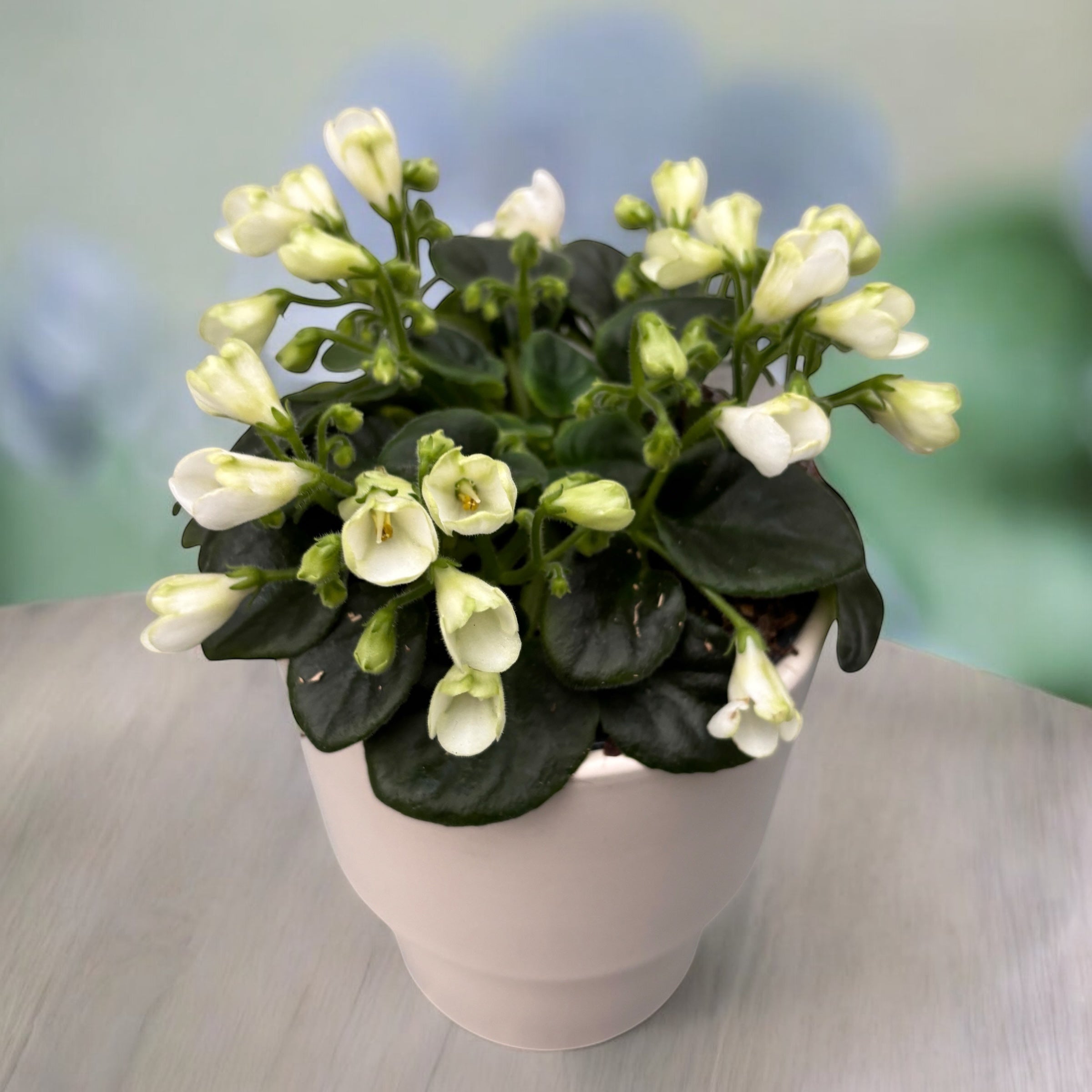 Saintpaulia ‘White Trumpet’ - violete speciale