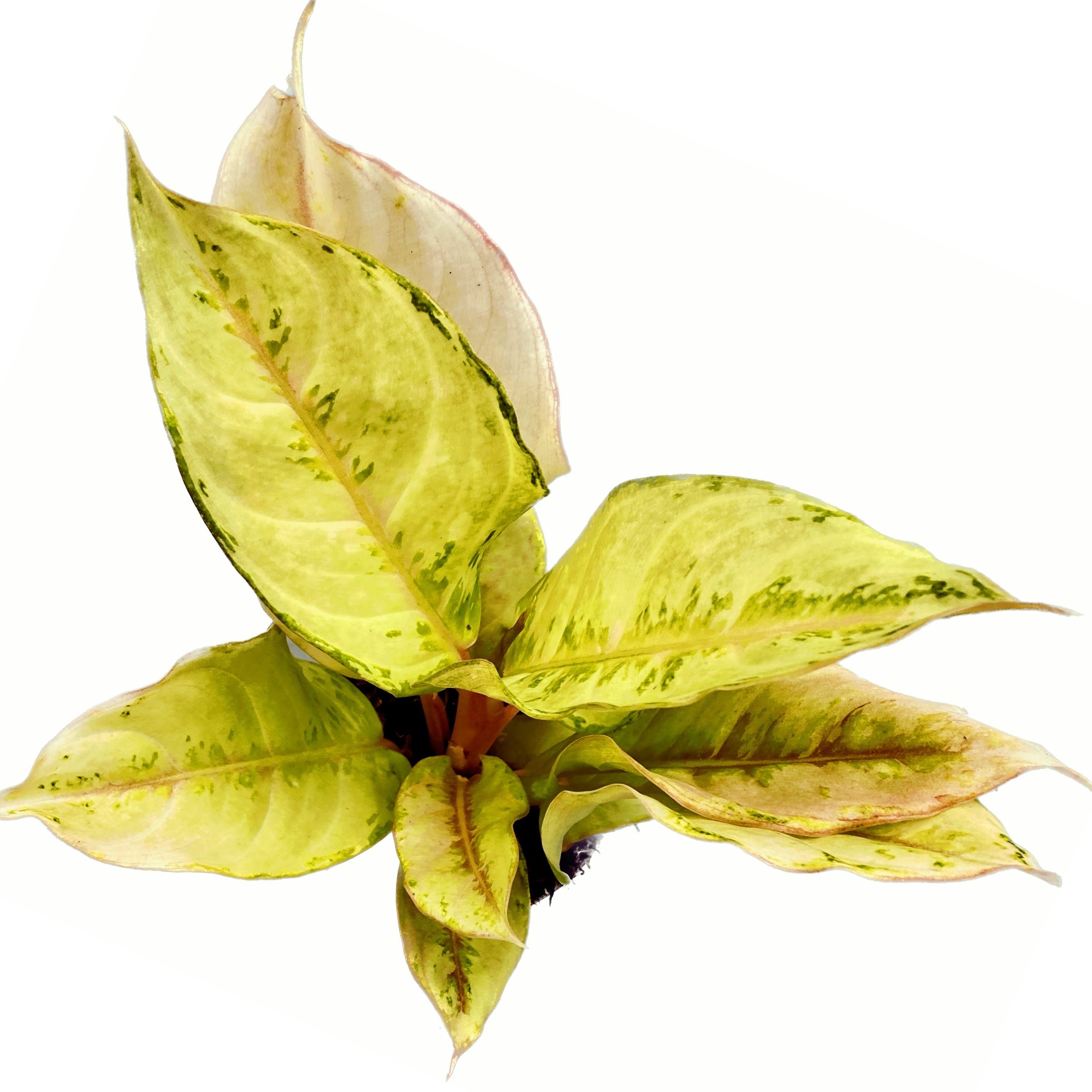 Aglaonema 'Chartreuse Pretty'
