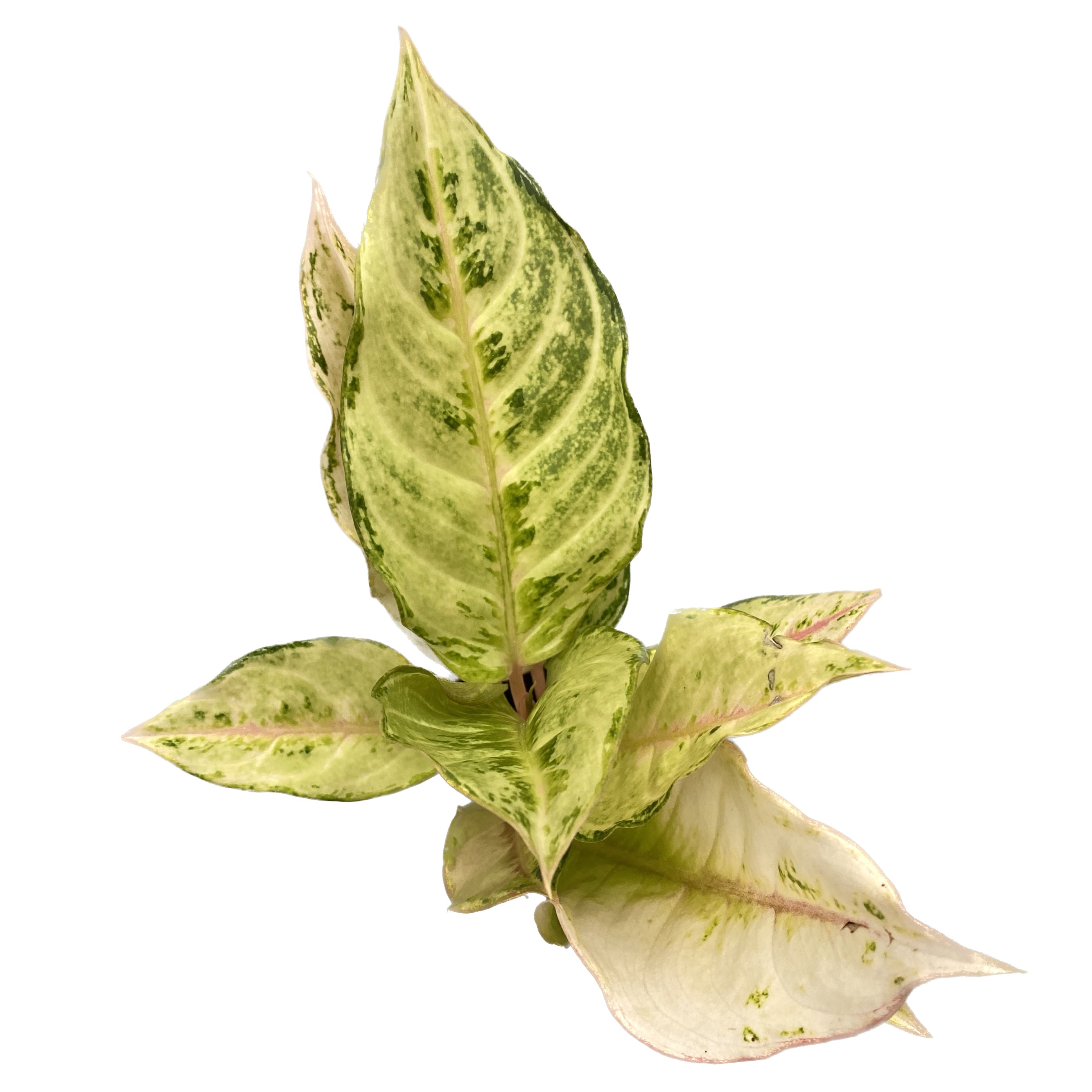 Aglaonema 'Chartreuse Pretty'