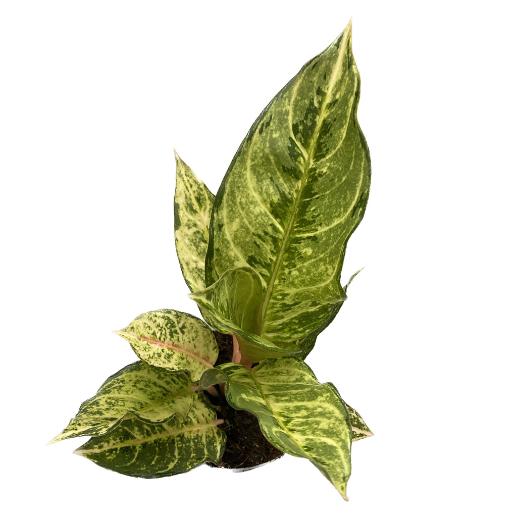 Aglaonema 'Chartreuse Pretty'