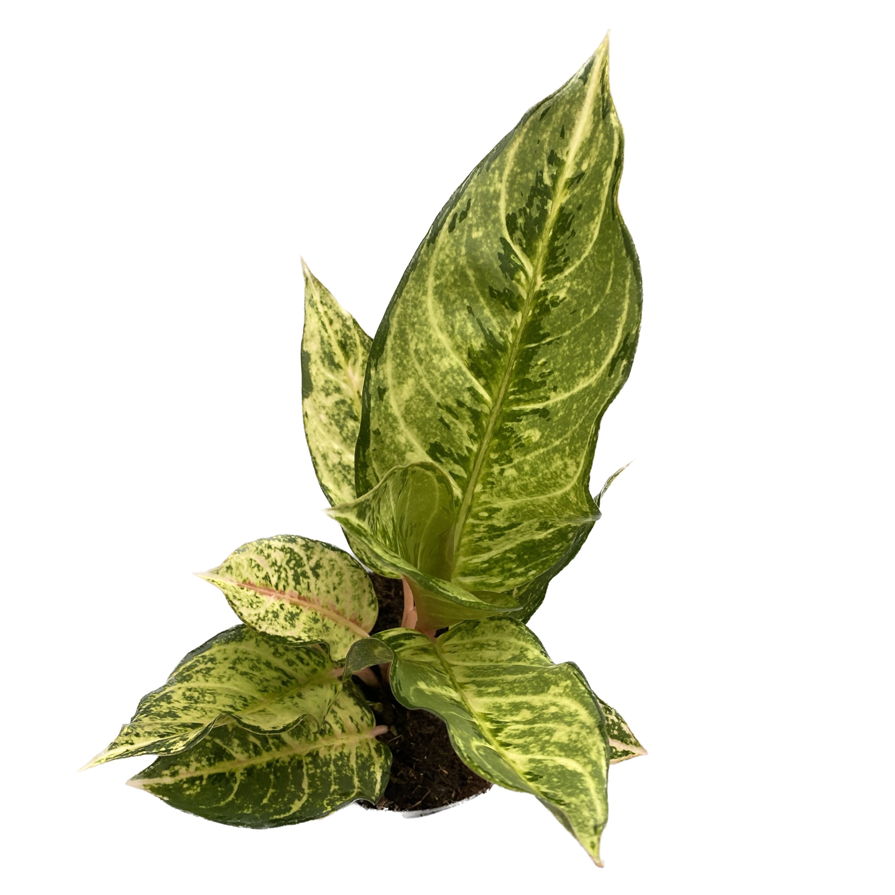 Aglaonema 'Chartreuse Pretty'