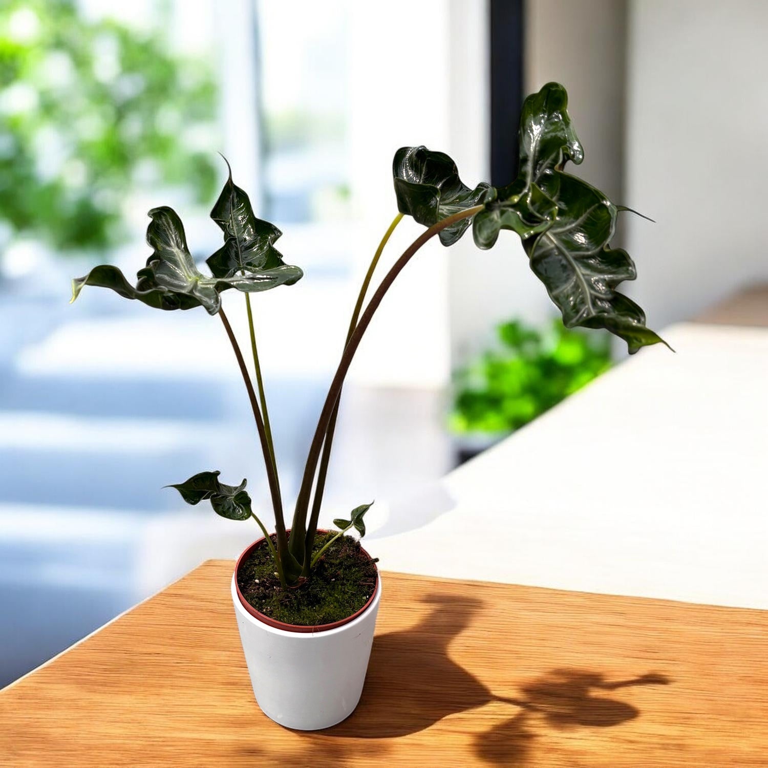 Alocasia ‘Teletubbies’