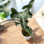 Alocasia ‘Teletubbies’