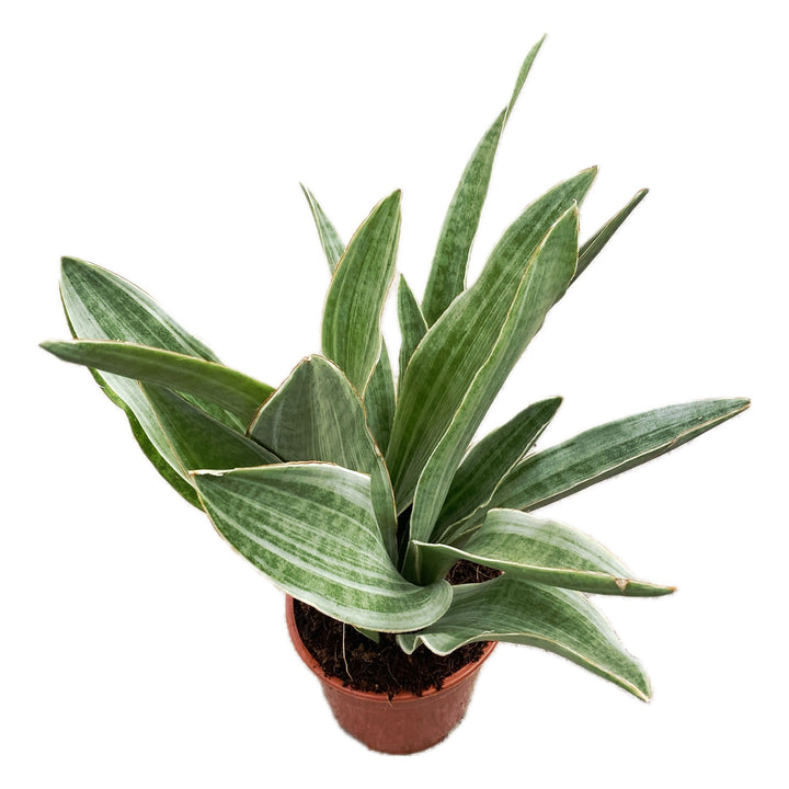 Sansevieria 'Aubrytiana Sayuri'