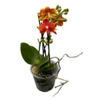 Phalaenopsis Yaphon Perfume Red - flori intens parfumate