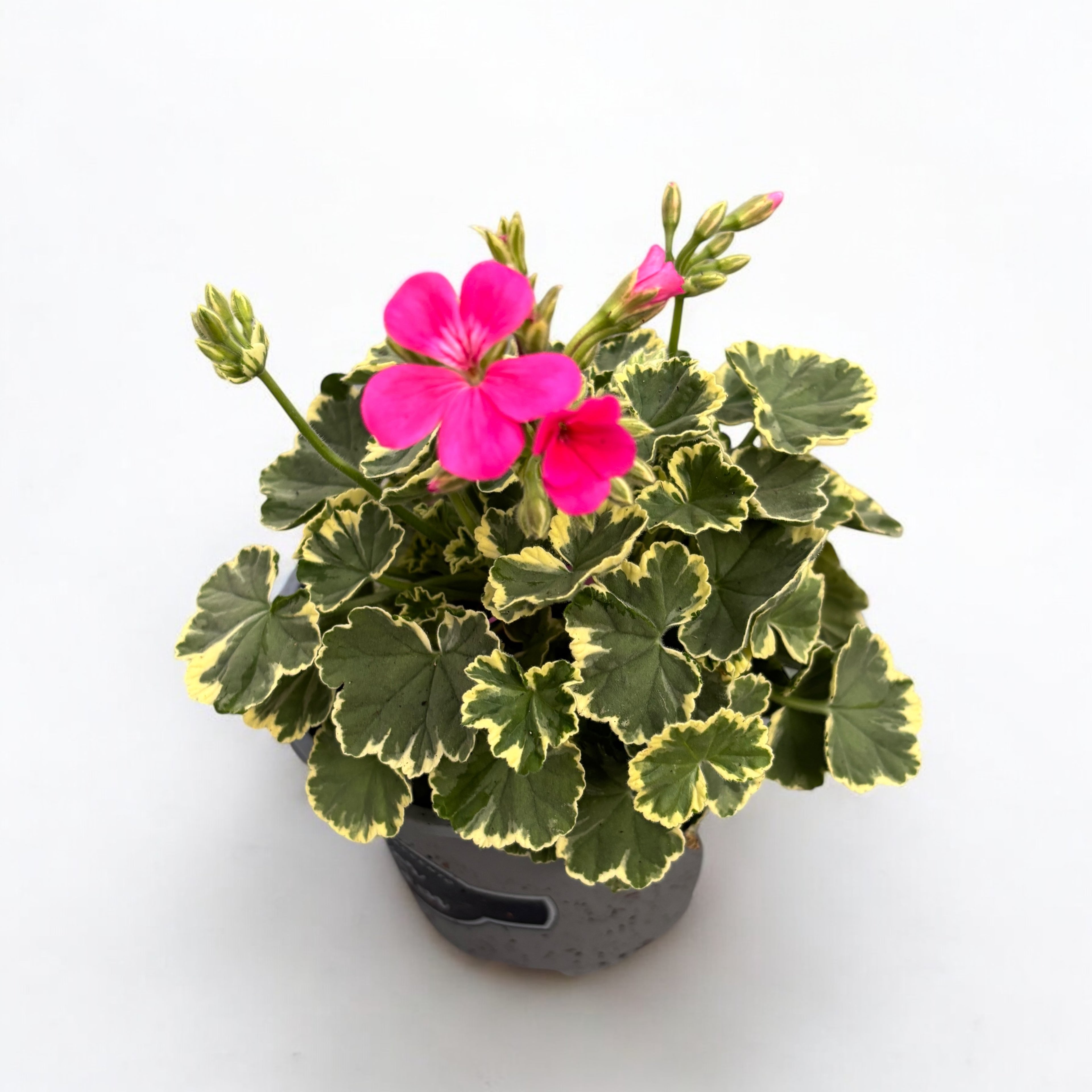 Pelargonium ‘Madame Salleron’ (muscate cu frunze colorate)